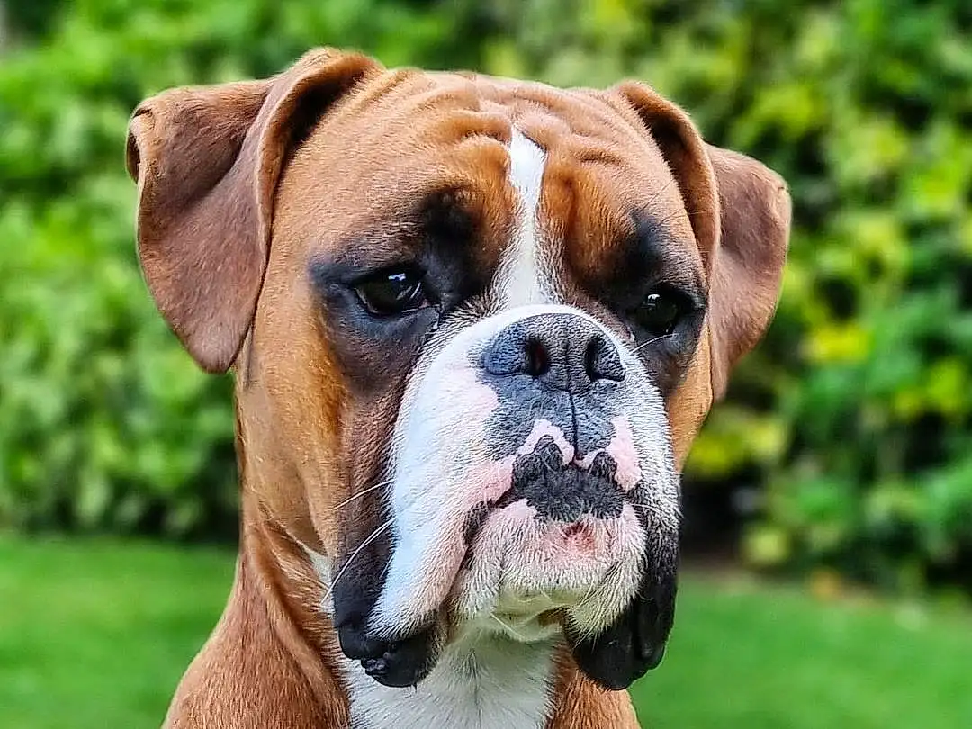 Dog, Bulldog, Dog breed, Carnivore, Boxer, Plant, Companion dog, Fawn, Grass, Wrinkle, Collar, Snout, Close-up, Dog Collar, Working Animal, Whiskers, Working Dog, Liver, Canidae
