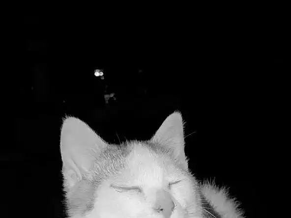 Cat, Felidae, Carnivore, Style, Flash Photography, Black-and-white, Small To Medium-sized Cats, Whiskers, Snout, Black & White, Monochrome, Darkness, Tail, Furry friends, Domestic Short-haired Cat, Collar, Fang, Beard, Jewellery, Night