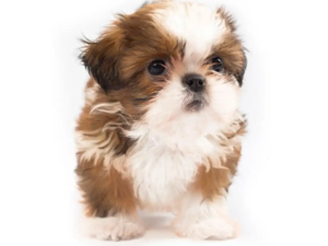 Dog, Carnivore, Dog breed, Liver, Shih Tzu, Working Animal, Fawn, Companion dog, Toy Dog, Snout, Dog Supply, Terrestrial Animal, Canidae, Furry friends, Terrier, Mal-shi, Shih-poo, Small Terrier, Maltepoo