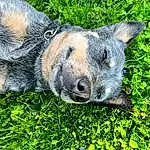 Plant, Carnivore, Dog breed, Grass, Whiskers, Fawn, Groundcover, Snout, Terrestrial Animal, Suidae, Boar, Australian Cattle Dog, Terrestrial Plant, Canidae, Electric Blue, Art