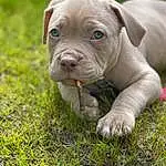 Dog, Dog breed, Carnivore, Grass, Fawn, Terrestrial Animal, Companion dog, Wrinkle, Snout, Grassland, Working Animal, Whiskers, Bulldog, Liver, Canidae, Pasture, Prairie, Toy