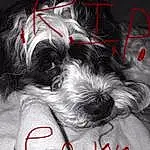 Dog, Dog breed, Carnivore, Grey, Companion dog, Snout, Working Animal, Font, Art, Furry friends, Monochrome, Toy Dog, Canidae, Pattern, Whiskers, Carmine, Visual Arts, Graphics, Tail