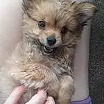 Dog, Carnivore, Dog Supply, Dog breed, Fawn, Companion dog, Whiskers, Toy Dog, Furry friends, German Spitz Klein, Electric Blue, Nail, Working Animal, Chihuahua, Non-sporting Group