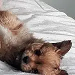 Dog, Carnivore, Dog breed, Felidae, Whiskers, Liver, Fawn, Companion dog, Comfort, Toy Dog, Small To Medium-sized Cats, Snout, Snow, Terrier, Small Terrier, Tail, Yorkshire Terrier, Paw
