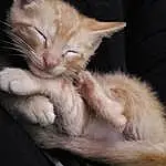 Cat, Carnivore, Felidae, Comfort, Gesture, Whiskers, Small To Medium-sized Cats, Ear, Fawn, Snout, Paw, Domestic Short-haired Cat, Human Leg, Furry friends, Tail, Claw, Nap, Sleep
