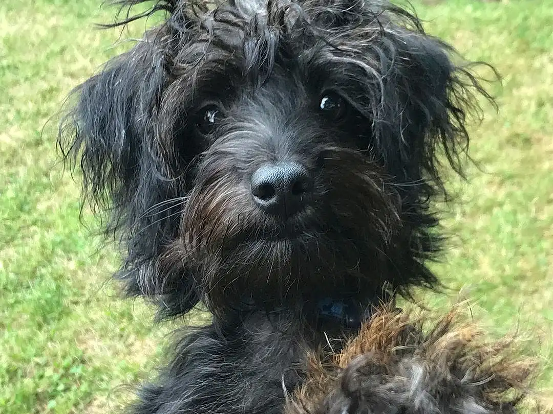 Dog, Dog breed, Carnivore, Water Dog, Companion dog, Toy Dog, Grass, Snout, Working Animal, Small Terrier, Liver, Terrier, Terrestrial Animal, Wood, Cockapoo, Plank, Yorkipoo, Poodle Crossbreed, Labradoodle