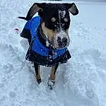 Dog, Snow, Dog Supply, Collar, Pet Supply, Carnivore, Dog Clothes, Dog breed, Working Animal, Dog Collar, Companion dog, Snout, Electric Blue, Winter, Freezing, Leash, Fashion Accessory, Personal Protective Equipment, Furry friends