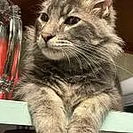 Cat, Felidae, Carnivore, Small To Medium-sized Cats, Tableware, Kitchen Utensil, Barware, Whiskers, Drinkware, Snout, Paw, Tail, Domestic Short-haired Cat, Furry friends, Claw, Photo Caption, Glass, Cutlery, Stemware, Household Silver