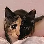Cat, Eyes, Carnivore, Felidae, Comfort, Whiskers, Small To Medium-sized Cats, Ear, Snout, Tail, Domestic Short-haired Cat, Furry friends, Linens, Paw, Nap, Bed, Cat Bed, Terrestrial Animal, Bedding
