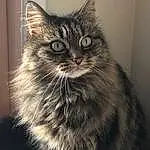 Cat, Window, Felidae, Carnivore, Small To Medium-sized Cats, Iris, Grey, Whiskers, Snout, Domestic Short-haired Cat, Furry friends, Terrestrial Animal, Sitting, Black & White, Darkness, Maine Coon