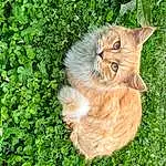Cat, Plant, Carnivore, Felidae, Small To Medium-sized Cats, Whiskers, Grass, Fawn, Wood, Groundcover, Snout, Tail, Tree, Domestic Short-haired Cat, Furry friends, Terrestrial Animal, Herb, Shrub, Companion dog