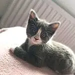 Cat, Human Body, Carnivore, Felidae, Grey, Comfort, Small To Medium-sized Cats, Whiskers, Wood, Snout, Tail, Close-up, Paw, Domestic Short-haired Cat, Furry friends, Foot, Hardwood, Claw, Black & White