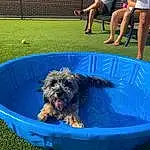 Dog, Shorts, Blue, Carnivore, Water Dog, Dog breed, Water, Grass, Companion dog, Terrier, Thigh, Canidae, Labradoodle, Chair, Toy Dog, Yorkipoo, Human Leg, Foot, Poodle Crossbreed