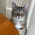 Cat, Felidae, Carnivore, Small To Medium-sized Cats, Whiskers, Iris, Grey, Snout, Wood, Door, Furry friends, Domestic Short-haired Cat, Terrestrial Animal, Hardwood, Cat Supply, Varnish, Tail, Wood Stain