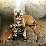 Dog, Furniture, Couch, Comfort, Dog breed, Carnivore, Dog Supply, Fawn, Companion dog, Whiskers, Toy, Working Animal, Snout, Collar, Terrestrial Animal, Wrinkle, Paw, Canidae, Pet Supply