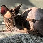Donskoy, Eyes, Felidae, Peterbald, Carnivore, Sphynx, Comfort, Cat, Dog breed, Small To Medium-sized Cats, Whiskers, Fawn, Terrestrial Animal, Snout, Toy Dog, Companion dog, Furry friends, Devon Rex, Linens, Carmine