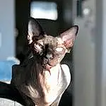 Head, Cat, Donskoy, Felidae, Carnivore, Sphynx, Small To Medium-sized Cats, Whiskers, Fawn, Snout, Plant, Furry friends, Devon Rex, Carmine, Terrestrial Animal, Working Animal, Rex Cat, Dog breed, Collar, Domestic Short-haired Cat