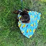 Dog, Carnivore, Plant, Dog breed, Grass, Fawn, Groundcover, Companion dog, Meadow, Lawn, Electric Blue, Canidae, Circle, Fashion Accessory, Toy Dog, Grassland, Dog Supply, Soil, Pattern
