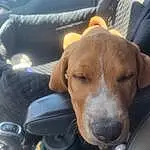 Dog, Jaw, Dog breed, Carnivore, Comfort, Companion dog, Fawn, Steering Wheel, Vehicle, Vehicle Door, Snout, Vroom Vroom, Selfie, Car Seat, Audio Equipment, Working Animal, Car Seat Cover, Auto Part, Windshield