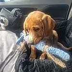 Dog, Vehicle, Carnivore, Comfort, Fawn, Dog breed, Companion dog, Working Animal, Car, Wrinkle, Furry friends, Canidae, Vehicle Door, Windshield, Steering Wheel, Family Car, Hat, Car Seat