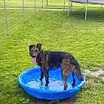 Dog, Blue, Carnivore, Dog breed, Grass, Fence, Companion dog, Plant, Chair, Working Animal, Grassland, Lawn, Tail, Groundcover, Electric Blue, Outdoor Furniture, Terrestrial Animal, Herding Dog, Leisure