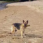 Dog, Ecoregion, Dog breed, Carnivore, Plant, Fawn, Lycaon Pictus, Snout, Landscape, Terrestrial Animal, Tail, Soil, Grass, Canidae, Sand, Tree, Rock, Canis
