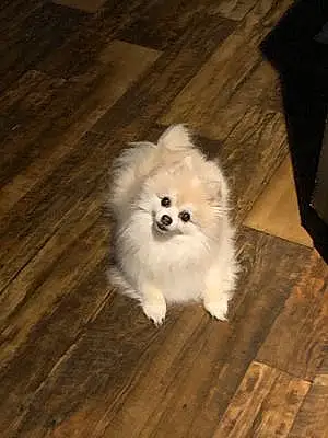 Pomeranian Dog Charlie