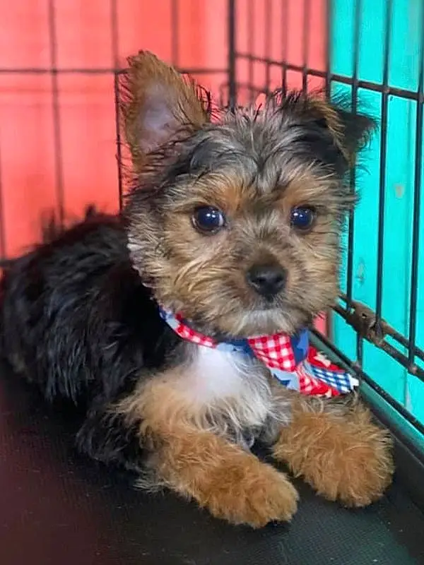 Dog, Dog breed, Canidae, Yorkshire Terrier, Maltepoo, Puppy, Morkie, Carnivore, Yorkipoo, Terrier, Companion dog, Norwich Terrier, Australian Terrier, Small Terrier, Schnoodle, Sporting Lucas Terrier, Biewer Terrier, Snout