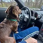 Dog, Collar, Tree, Plant, Carnivore, Vehicle, Pet Supply, Personal Protective Equipment, Audio Equipment, Dog breed, Working Animal, Snout, Dog Collar, Companion dog, Electric Blue, Automotive Design, Auto Part, Steering Wheel, Recreation, Sports Gear