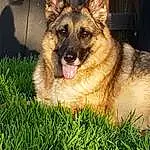Dog, Carnivore, Whiskers, Dog breed, Plant, Companion dog, Fawn, Grass, Evergreen, Terrestrial Plant, Groundcover, Terrestrial Animal, Furry friends, Conifer, Old German Shepherd Dog, Canidae, Paw, Working Dog