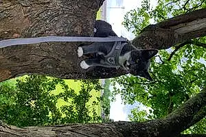 Forest British Shorthair Cat Jago