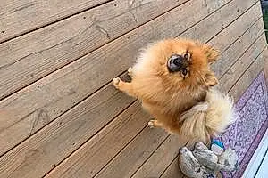 Pomeranian Dog Nessie