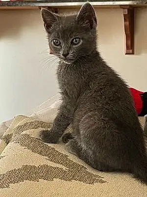 Name Russian Blue Cat Drako