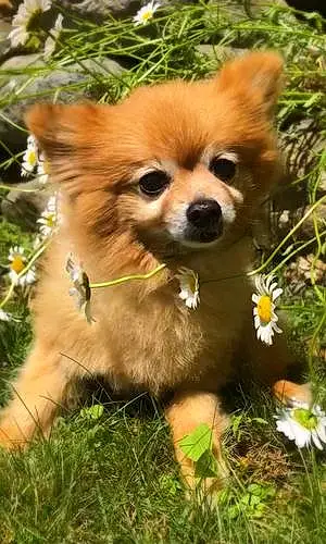 Pomeranian Dog Trixi