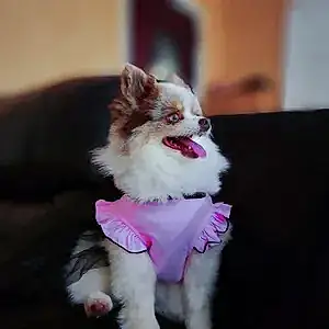 Pomeranian Dog Yuri