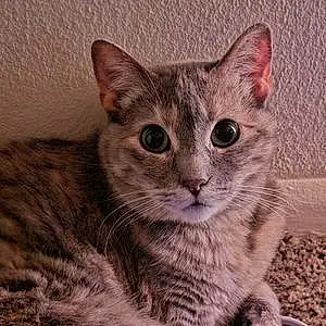 Name American Shorthair Cat Frisky