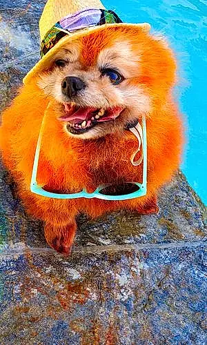 Pomeranian Dog Betelgeuse