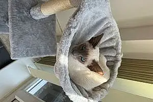 Siamese Cat Kiara
