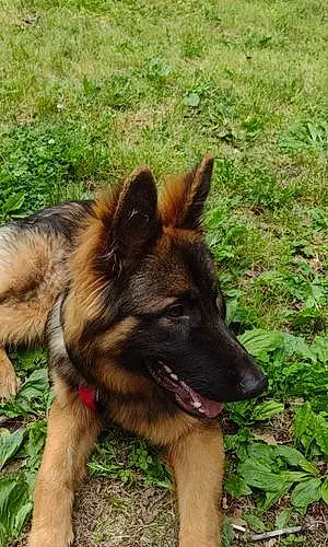 Firstname German Shepherd Dog Apollo