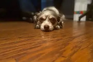 Pomeranian Dog Watson