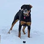 Dog, Snow, Dog breed, Carnivore, Collar, Dog Supply, Pet Supply, Fawn, Working Animal, Dog Collar, Companion dog, Snout, Winter, Tail, Canidae, Freezing, Working Dog, Guard Dog, Hunting Dog