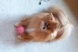 Pomeranian Dog Bella