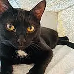 Cat, Iris, Carnivore, Whiskers, Felidae, Small To Medium-sized Cats, Snout, Comfort, Domestic Short-haired Cat, Furry friends, Black cats, Bombay, Tail, Terrestrial Animal, Linens, Claw, Havana Brown