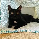 Cat, Bombay, Carnivore, Grey, Whiskers, Comfort, Small To Medium-sized Cats, Felidae, Snout, Black cats, Rectangle, Tail, Domestic Short-haired Cat, Furry friends, Cat Supply, Terrestrial Animal, Paw, Pattern, Linens
