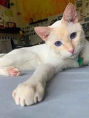 Siamese Cat Puppycat
