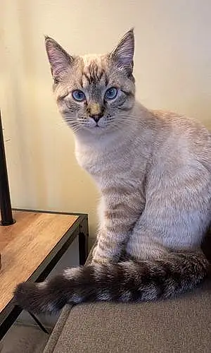 Siamese Cat Maverick