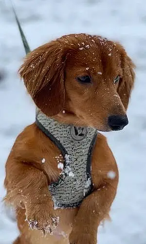 Dachshund Dog Milo