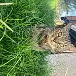 Cat, Plant, Felidae, Flowerpot, Carnivore, Small To Medium-sized Cats, Whiskers, Grass, Terrestrial Plant, Tail, Groundcover, Terrestrial Animal, Furry friends, Domestic Short-haired Cat, Wood, Soil, Herb, Chair, Yard