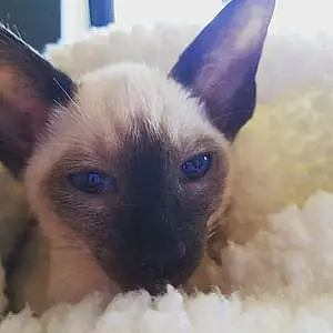Siamese Cat Kira
