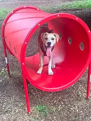 Pit Bull Terrier Dog Xena